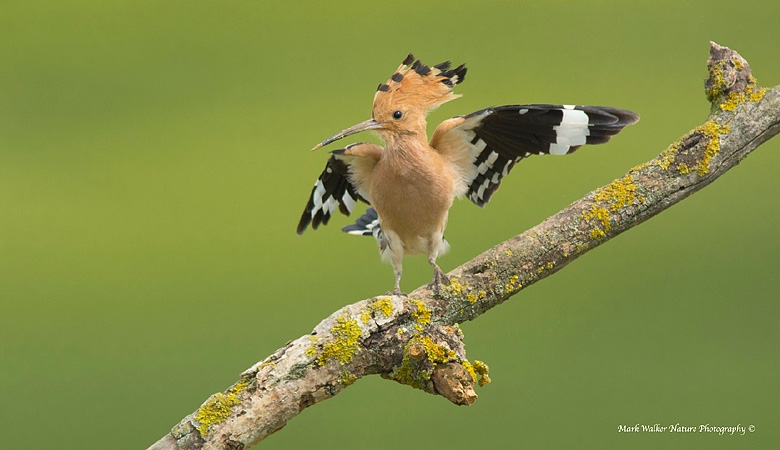 Hoopoe photogrpahy bulgaria