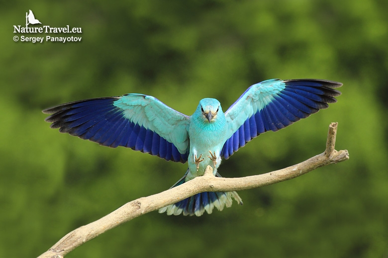 Roller photography