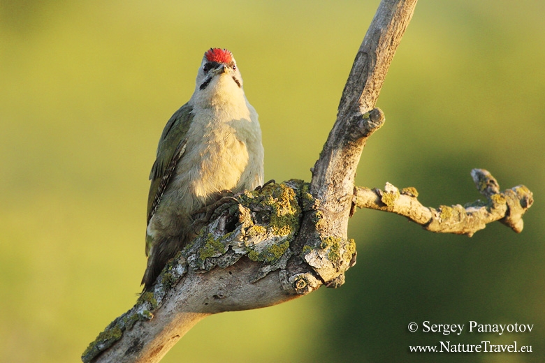 Grey-headed woodpecker photogrpahy