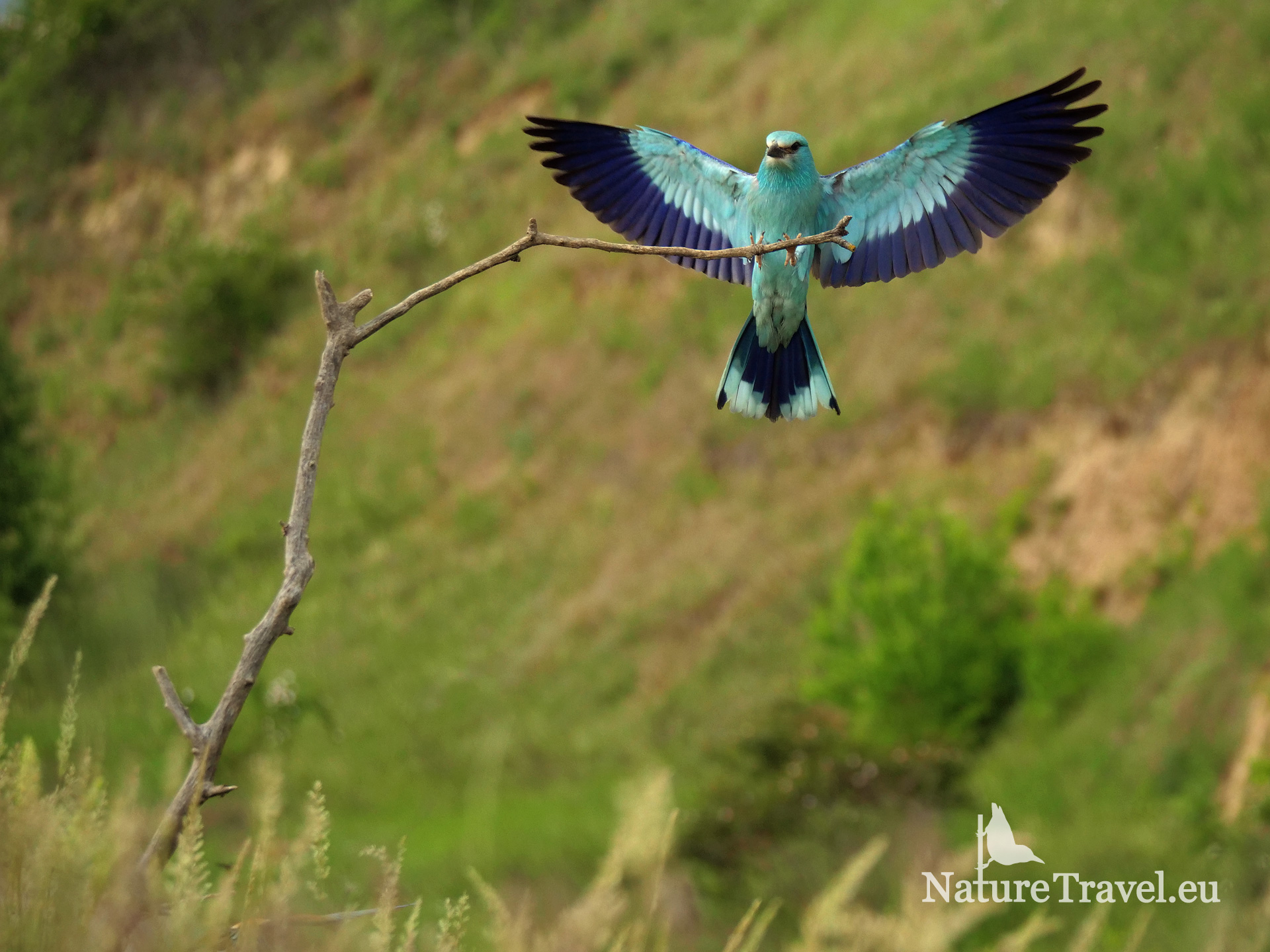 European Roller hide, Roller Bulgaria, © Borislava Georgieva