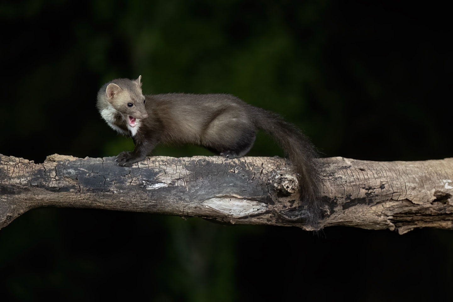 Beech marten hide photography in Bulgaria
