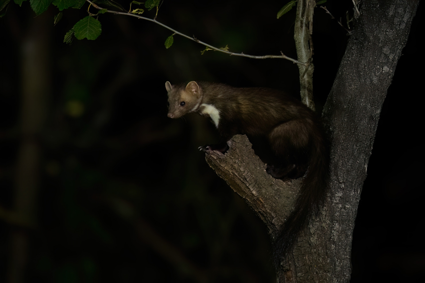 Beech marten hide photography in Bulgaria