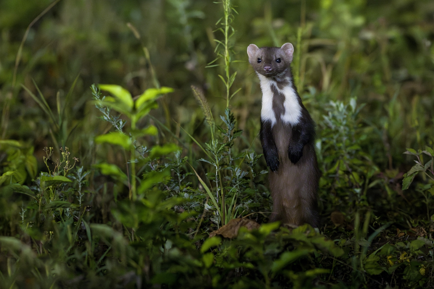 Night photo hide with led lamps for Stone marten in bulgaria