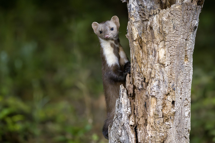 Stone marten, Beech marten photography in Bulgaria